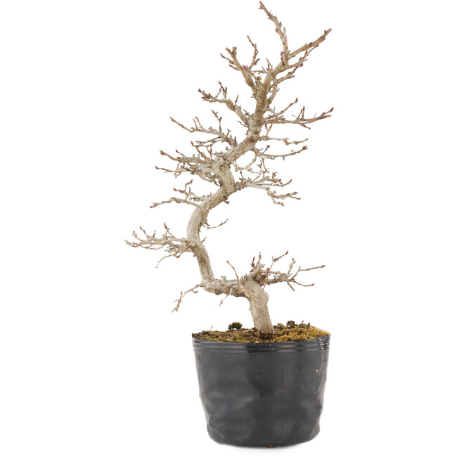 Carpinus coreana, 24 cm, ± 6 ans