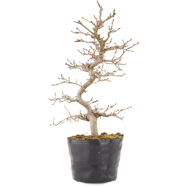 Carpinus coreana, 24 cm, ± 6 ans