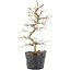 Carpinus coreana, 24 cm, ± 6 Jahre alt