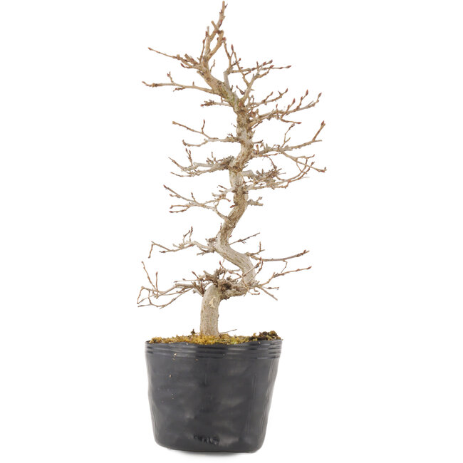Carpinus coreana, 24 cm, ± 6 anni