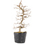 Carpinus coreana, 24 cm, ± 6 ans