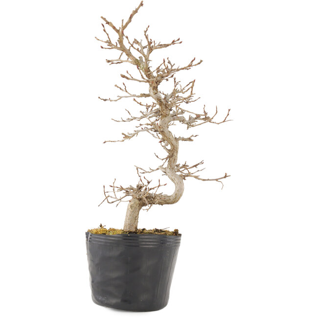 Carpinus coreana, 24 cm, ± 6 Jahre alt