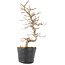 Carpinus coreana, 24 cm, ± 6 anni