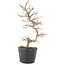 Carpinus coreana, 24 cm, ± 6 anni