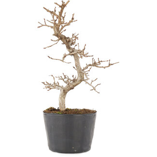 Carpinus coreana, 20,5 cm, ± 6 años