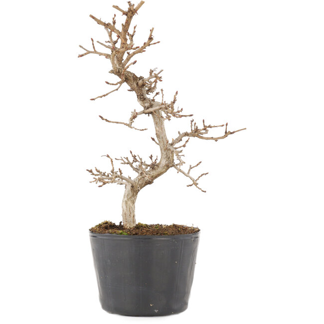 Carpinus coreana, 20,5 cm, ± 6 jaar oud