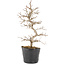 Carpinus coreana, 24 cm, ± 6 Jahre alt