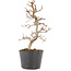 Carpinus coreana, 20,5 cm, ± 6 ans