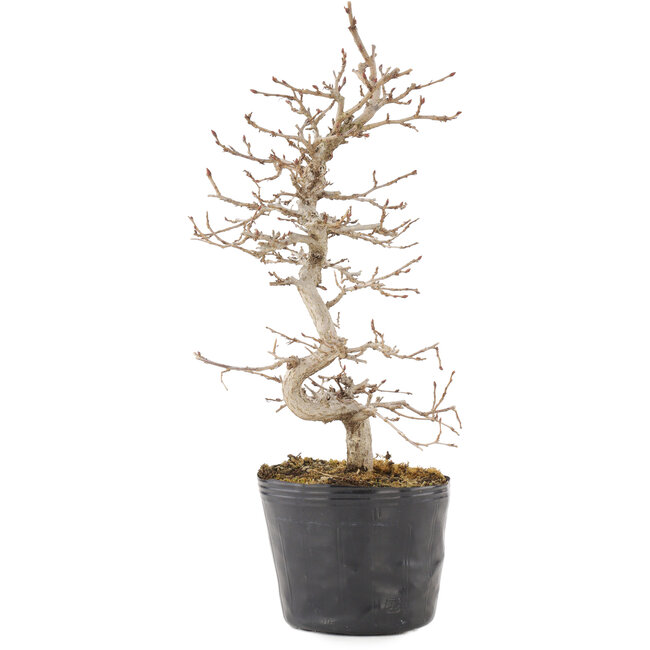 Carpinus coreana, 24 cm, ± 6 anni