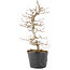 Carpinus coreana, 24 cm, ± 6 jaar oud