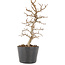 Carpinus coreana, 20,5 cm, ± 6 jaar oud