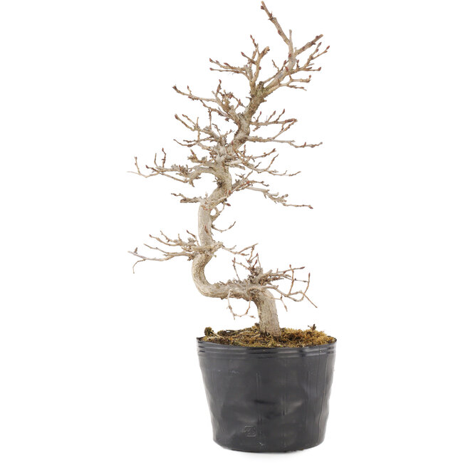 Carpinus coreana, 24 cm, ± 6 anni