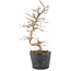 Carpinus coreana, 24 cm, ± 6 ans
