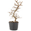 Carpinus coreana, 20,5 cm, ± 6 jaar oud