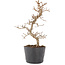 Carpinus coreana, 20,5 cm, ± 6 ans