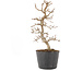 Carpinus coreana, 20,5 cm, ± 6 jaar oud