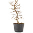 Carpinus coreana, 20,5 cm, ± 6 ans