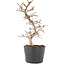 Carpinus coreana, 20,5 cm, ± 6 ans