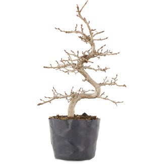 Carpinus coreana, 22 cm, ± 6 Jahre alt