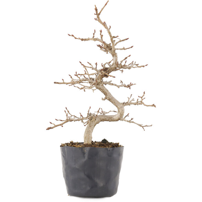 Carpinus coreana, 22 cm, ± 6 jaar oud