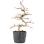 Carpinus coreana, 22 cm, ± 6 anni