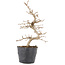 Carpinus coreana, 22 cm, ± 6 anni