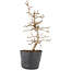 Carpinus coreana, 22 cm, ± 6 ans