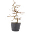 Carpinus coreana, 22 cm, ± 6 jaar oud