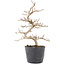 Carpinus coreana, 22 cm, ± 6 ans