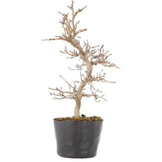 Carpinus coreana, 22,5 cm, ± 6 jaar oud