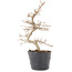 Carpinus coreana, 22 cm, ± 6 jaar oud