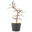 Carpinus coreana, 22,5 cm, ± 6 jaar oud