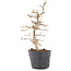 Carpinus coreana, 22 cm, ± 6 Jahre alt