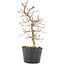 Carpinus coreana, 22,5 cm, ± 6 ans