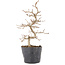 Carpinus coreana, 22 cm, ± 6 ans