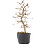 Carpinus coreana, 22,5 cm, ± 6 ans