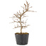 Carpinus coreana, 22,5 cm, ± 6 years old