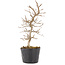 Carpinus coreana, 22,5 cm, ± 6 jaar oud