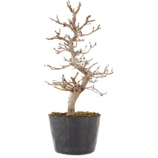 Carpinus coreana, 21,5 cm, ± 6 Jahre alt