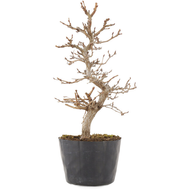 Carpinus coreana, 21,5 cm, ± 6 jaar oud