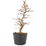 Carpinus coreana, 21,5 cm, ± 6 Jahre alt