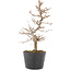 Carpinus coreana, 21,5 cm, ± 6 jaar oud