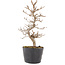 Carpinus coreana, 21,5 cm, ± 6 ans