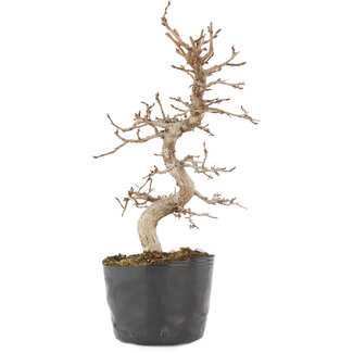 Carpinus coreana, 22 cm, ± 6 ans