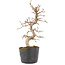 Carpinus coreana, 22 cm, ± 6 Jahre alt