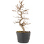 Carpinus coreana, 21,5 cm, ± 6 jaar oud