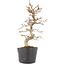 Carpinus coreana, 22 cm, ± 6 ans