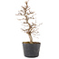 Carpinus coreana, 21,5 cm, ± 6 ans