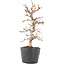 Carpinus coreana, 22 cm, ± 6 ans