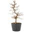 Carpinus coreana, 21,5 cm, ± 6 jaar oud